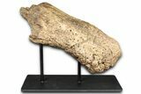 Fossil Triceratops Nasal Bone w/ Metal Stand - Montana #356901-1